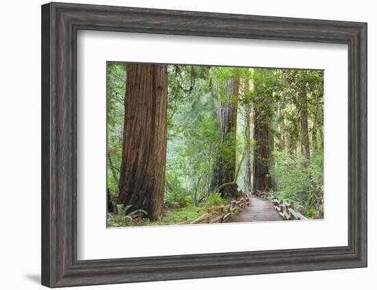 Trail Through Muir Woods National Monument, California, USA-Jaynes Gallery-Framed Photographic Print