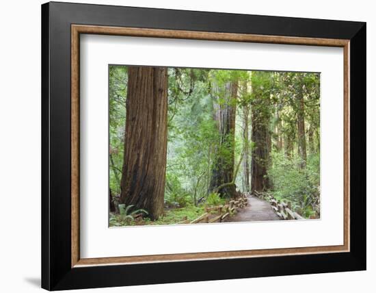 Trail Through Muir Woods National Monument, California, USA-Jaynes Gallery-Framed Photographic Print