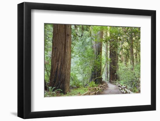 Trail Through Muir Woods National Monument, California, USA-Jaynes Gallery-Framed Photographic Print