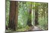 Trail Through Muir Woods National Monument, California, USA-Jaynes Gallery-Mounted Photographic Print