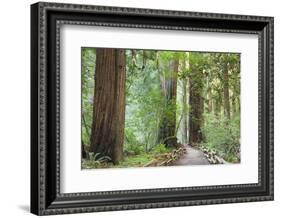 Trail Through Muir Woods National Monument, California, USA-Jaynes Gallery-Framed Photographic Print