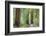 Trail Through Muir Woods National Monument, California, USA-Jaynes Gallery-Framed Photographic Print