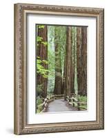 Trail Through Muir Woods National Monument, California, USA-Jaynes Gallery-Framed Photographic Print