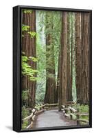 Trail Through Muir Woods National Monument, California, USA-Jaynes Gallery-Framed Photographic Print