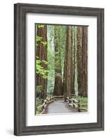 Trail Through Muir Woods National Monument, California, USA-Jaynes Gallery-Framed Photographic Print