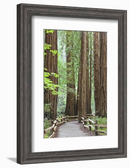 Trail Through Muir Woods National Monument, California, USA-Jaynes Gallery-Framed Photographic Print