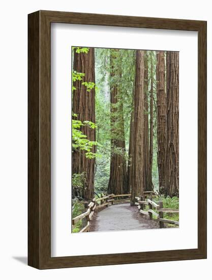 Trail Through Muir Woods National Monument, California, USA-Jaynes Gallery-Framed Photographic Print