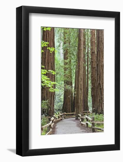 Trail Through Muir Woods National Monument, California, USA-Jaynes Gallery-Framed Photographic Print