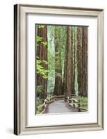 Trail Through Muir Woods National Monument, California, USA-Jaynes Gallery-Framed Photographic Print