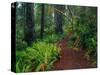 Trail Through Redwood Trees-Darrell Gulin-Stretched Canvas