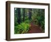 Trail Through Redwood Trees-Darrell Gulin-Framed Photographic Print