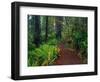 Trail Through Redwood Trees-Darrell Gulin-Framed Photographic Print