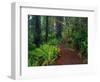 Trail Through Redwood Trees-Darrell Gulin-Framed Photographic Print