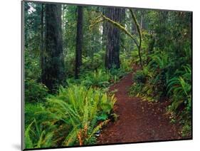 Trail Through Redwood Trees-Darrell Gulin-Mounted Photographic Print