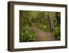 Trail through Remnant Forest, Thompsons Bush, Invercargill, South Island, New Zealand-David Wall-Framed Photographic Print