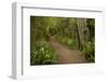 Trail through Remnant Forest, Thompsons Bush, Invercargill, South Island, New Zealand-David Wall-Framed Photographic Print