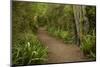 Trail through Remnant Forest, Thompsons Bush, Invercargill, South Island, New Zealand-David Wall-Mounted Photographic Print