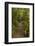 Trail through Remnant Forest, Thompsons Bush, Invercargill, South Island, New Zealand-David Wall-Framed Photographic Print