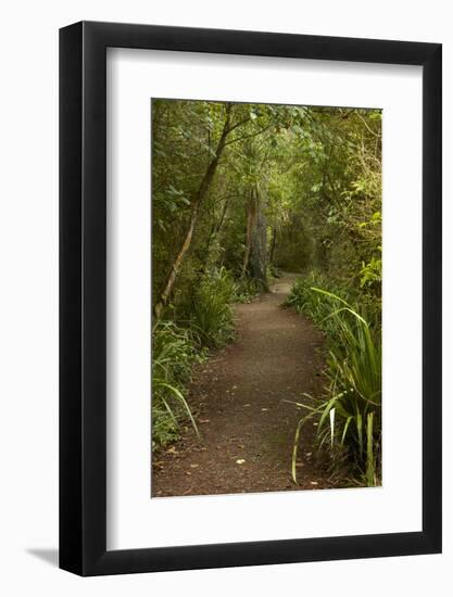 Trail through Remnant Forest, Thompsons Bush, Invercargill, South Island, New Zealand-David Wall-Framed Photographic Print