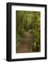 Trail through Remnant Forest, Thompsons Bush, Invercargill, South Island, New Zealand-David Wall-Framed Photographic Print