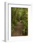 Trail through Remnant Forest, Thompsons Bush, Invercargill, South Island, New Zealand-David Wall-Framed Photographic Print
