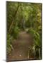 Trail through Remnant Forest, Thompsons Bush, Invercargill, South Island, New Zealand-David Wall-Mounted Photographic Print