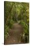 Trail through Remnant Forest, Thompsons Bush, Invercargill, South Island, New Zealand-David Wall-Stretched Canvas