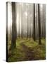 Trail Through the Woodland, Vashon Island, Washington State, USA-Colin Brynn-Stretched Canvas