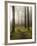 Trail Through the Woodland, Vashon Island, Washington State, USA-Colin Brynn-Framed Photographic Print