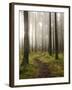 Trail Through the Woodland, Vashon Island, Washington State, USA-Colin Brynn-Framed Photographic Print