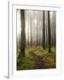 Trail Through the Woodland, Vashon Island, Washington State, USA-Colin Brynn-Framed Photographic Print