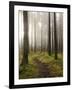 Trail Through the Woodland, Vashon Island, Washington State, USA-Colin Brynn-Framed Photographic Print