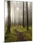 Trail Through the Woodland, Vashon Island, Washington State, USA-Colin Brynn-Mounted Photographic Print