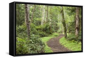 Trail Through Woods, Stuart Island, San Juan Islands, Washington, USA-Jaynes Gallery-Framed Stretched Canvas