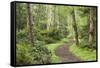 Trail Through Woods, Stuart Island, San Juan Islands, Washington, USA-Jaynes Gallery-Framed Stretched Canvas