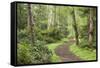 Trail Through Woods, Stuart Island, San Juan Islands, Washington, USA-Jaynes Gallery-Framed Stretched Canvas