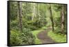 Trail Through Woods, Stuart Island, San Juan Islands, Washington, USA-Jaynes Gallery-Framed Stretched Canvas