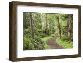 Trail Through Woods, Stuart Island, San Juan Islands, Washington, USA-Jaynes Gallery-Framed Photographic Print