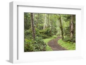 Trail Through Woods, Stuart Island, San Juan Islands, Washington, USA-Jaynes Gallery-Framed Photographic Print