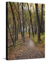 Trail to Great Bear and Little Bear Mound, Effigy Mounds National Monument, Iowa, USA-Jamie & Judy Wild-Stretched Canvas