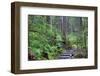 Trail to Sol Duc Falls, Rain Forest, Olympic National Park, UNESCO World Heritage Site, Washington-Richard Maschmeyer-Framed Photographic Print