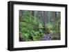 Trail to Sol Duc Falls, Rain Forest, Olympic National Park, UNESCO World Heritage Site, Washington-Richard Maschmeyer-Framed Photographic Print