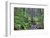 Trail to Sol Duc Falls, Rain Forest, Olympic National Park, UNESCO World Heritage Site, Washington-Richard Maschmeyer-Framed Photographic Print