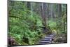 Trail to Sol Duc Falls, Rain Forest, Olympic National Park, UNESCO World Heritage Site, Washington-Richard Maschmeyer-Mounted Photographic Print