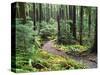 Trail to Soleduc Falls, Olympic National Park, Washington, USA-Charles Sleicher-Stretched Canvas