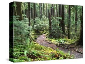 Trail to Soleduc Falls, Olympic National Park, Washington, USA-Charles Sleicher-Stretched Canvas