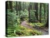 Trail to Soleduc Falls, Olympic National Park, Washington, USA-Charles Sleicher-Stretched Canvas