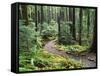 Trail to Soleduc Falls, Olympic National Park, Washington, USA-Charles Sleicher-Framed Stretched Canvas