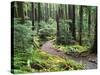 Trail to Soleduc Falls, Olympic National Park, Washington, USA-Charles Sleicher-Stretched Canvas