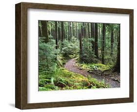 Trail to Soleduc Falls, Olympic National Park, Washington, USA-Charles Sleicher-Framed Photographic Print